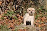 LABRADOR 337